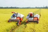 Đề xuất cho phép sử dụng nguồn thu từ tín chỉ các-bon hỗ trợ đơn vị tham gia Đề án 1 triệu ha lúa ĐBSCL