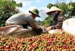Doanh nghiệp cà phê Việt Nam làm gì để không bị “thẻ vàng” khi xuất khẩu vào châu Âu