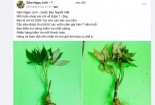 Cẩn trọng khi mua sâm Ngọc Linh bán tràn lan trên mạng