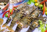 Trung Quốc là thị trường tiêu thụ lớn nhất tôm hùm của Việt Nam