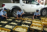 Lạng Sơn thu giữ 4.800 gà con giống nhập lậu từ Trung Quốc