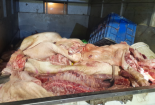 Thịt lợn không đảm bảo an toàn vẫn 'lén lút' tuồn ra thị trường 