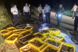 Lạng Sơn liên tiếp phát hiện và thu giữ lượng lớn gia cầm giống nhập lậu từ Trung Quốc