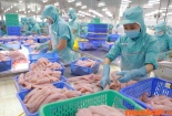 Cá tra Việt Nam vào EU tăng mạnh