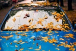 Lá cây rụng có thể gây hại đến ô tô như thế nào?
