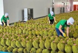 Xuất khẩu rau quả duy trì đà tăng mạnh