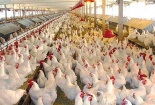 Trung Quốc xem xét bỏ lệnh cấm nhập khẩu gia cầm Việt Nam
