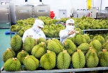 Nâng cao chất lượng sản phẩm nông sản, đón làn sóng mở cửa của thị trường Trung Quốc