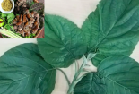 Ăn lá lộc mại kèm thịt chó phải nhập viện cấp cứu do mệt mỏi nhiều, tiểu sẫm