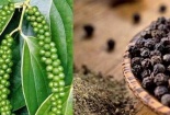 Xuất khẩu hạt tiêu tăng mạnh 