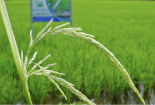 Viện Lúa Đồng bằng sông Cửu Long giới thiệu và đưa vào lưu hành sản xuất giống lúa mới