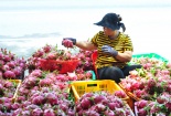 Xuất khẩu trái cây chuyển mình, bứt phá