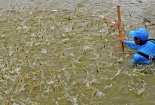 Truy xuất 'dấu chân carbon': Giải pháp nâng cao giá trị xuất khẩu cho ngành tôm sinh thái