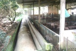 Công ty TNHH Sản xuất – chăn nuôi Chánh Phong xả thải vượt quy chuẩn nhiều lần