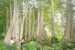 Tiêu chuẩn tín chỉ carbon: Giải pháp quan trọng để bảo vệ rừng, giảm thiểu phát thải khí nhà kính 