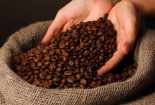Việt Nam phấn đấu trở thành quốc gia tiên phong về sản xuất cà phê không gây mất rừng