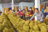 Trung Quốc là thị trường nhập khẩu hàng hóa lớn nhất của Việt Nam 
