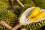 Gia tăng cảnh báo đối với sầu riêng xuất khẩu, doanh nghiệp cần lưu ý điều gì?