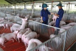 Cần tiến hành kiểm kê khí nhà kính đối với ngành chăn nuôi