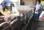 Ứng dụng công nghệ xử lý chất thải cho hộ chăn nuôi lợn tại Bình Định