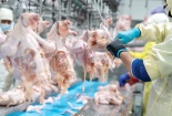 Hàng loạt thay đổi trong kiểm dịch sản phẩm động vật nhập khẩu