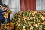 Vải thiều Bắc Giang vào mùa, được giá