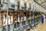 Chuyển đổi số: Giải pháp giúp ngành chăn nuôi nâng cao năng suất, chất lượng và sức cạnh tranh