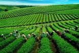 TCVN 13993:2024 hướng dẫn thu thập thông tin truy xuất nguồn gốc chuỗi cung ứng chè