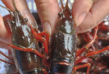 Bất chấp lệnh cấm, tôm hùm đất vẫn được bày bán tràn lan