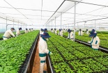 Gia Lai: Ứng dụng công nghệ cao và tiêu chuẩn nâng cao năng suất sản phẩm nông sản