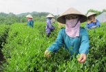 Truy xuất nguồn gốc chuỗi cung ứng chè theo TCVN 13993:2024