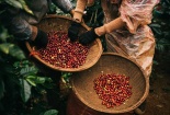 Xuất khẩu trực tuyến: Cánh cửa đưa thương hiệu Việt vươn ra thị trường quốc tế