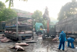 Ngăn chặn vận chuyển 7,2 tấn lợn nhiễm dịch tả lợn châu Phi về Hà Nội tiêu thụ