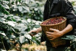 Phát triển vùng trồng cà phê ứng dụng công nghệ đạt tiêu chuẩn xuất khẩu