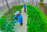 Hậu Giang: Đẩy mạnh ứng dụng khoa học công nghệ và tiêu chuẩn, quy chuẩn cho sản phẩm OCOP