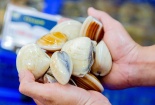 Nghêu Bến Tre được bảo hộ chỉ dẫn địa lý