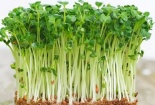 Rau mầm tiềm ẩn nguy cơ ngộ độc