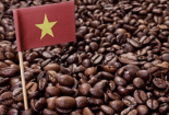Giải pháp với ngành cà phê trước yêu cầu không nhập khẩu sản phẩm từ rừng bị tàn phá của EU