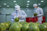 Nâng cao chất lượng và quy hoạch sản xuất rau quả xuất khẩu