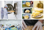 Phát triển chế biến sâu, đáp ứng tiêu chuẩn quốc tế giúp nâng tầm xuất khẩu sầu riêng Việt Nam