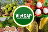 Bến Tre đẩy mạnh phát triển sản xuất cây ăn quả theo tiêu chuẩn VietGAP