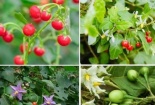 Ngộ độc cây cà gai leo trên rừng, bé gái 8 tuổi tử vong