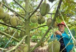 Đắk Lắk: Sầu riêng Krông Năng được bảo hộ nhãn hiệu tập thể