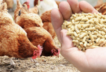 Kiểm soát thức ăn chăn nuôi hướng tới giảm phát thải khí nhà kính 