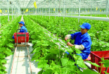 Thanh Hoá ứng dụng khoa học công nghệ, đảm bảo chất lượng chuỗi liên kết nông sản