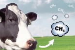 Nâng cao hiệu quả chăn nuôi bò thịt, giảm phát thải khí nhà kính