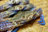 Cua ghẹ Việt Nam đắt hàng tại thị trường Trung Quốc