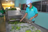Long An đẩy mạnh ứng dụng tiến bộ khoa học - kỹ thuật trong phát triển nông nghiệp