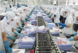Xuất khẩu cá tra năm nay có thể vượt 2 tỷ USD