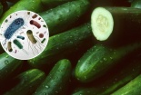 Thu hồi dưa chuột do nhiễm khuẩn salmonella khiến 68 người mắc bệnh